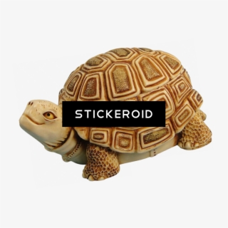Box Turtle