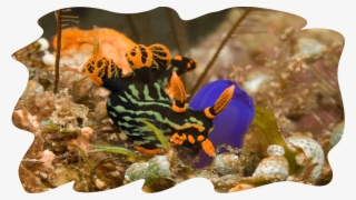 Compared To The 30 Metres Visibility, The Breath-taking - Sipadan