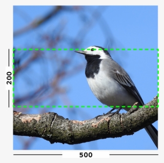 Example Of Min Filter On An Image - Old World Flycatcher