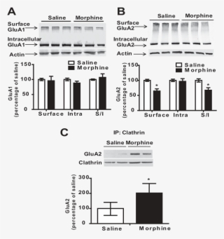Administration Of Escalating Doses Of Morphine In The - Diagram