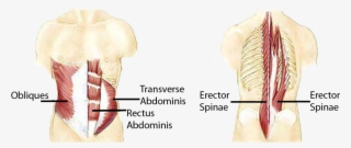 Anatomical Muscle Psrinting Png Banner Freeuse - Stabilizer Muscles