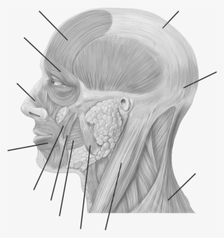 Facial Muscles - - Posterior Auricular Artery Model