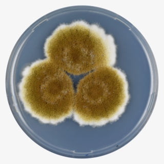 Aspergillus Tamarii Cya - Aspergillus Tamarii