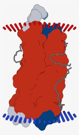 Transmembrane Flat Surface Display Opm - Illustration