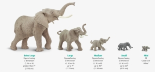 Size Chart Elephants - Safari Ltd Elephant