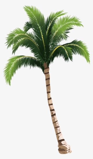A Coconut Tree Transprent - Palm Tree Png Hd