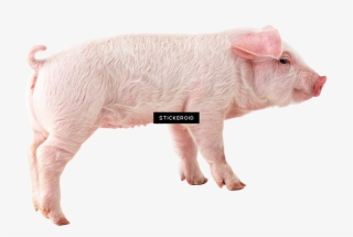 Pig - Transparent Background Pig Transparent