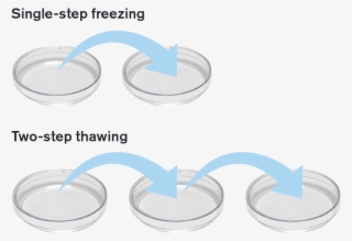 Most Importantly, Embryos Are Exposed To Less Stress - Circle