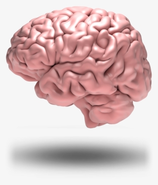 Brain Grid - Teenage Brain Png