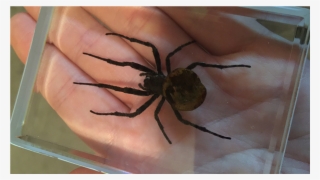 More Views - Ominous Deck (spider) By Diamond Jim Tyler