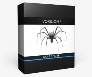 Wolf Spider - Insect