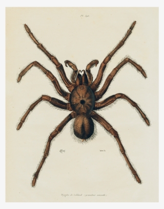 Gicléedruk: Tarantula, 1833-39, 61x41cm.