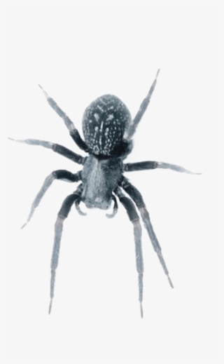 Black House Spiders Are Venomous But Are Not Considered - Black House Spider