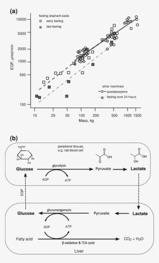 3 A Phocid Seals Do Not Appear To Suppress Endogenous - Earless Seal