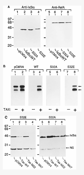 Biochemical Properties Of Site-directed Ib Mutants - Number
