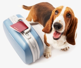 Pet Travel