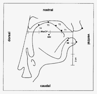Stylized Drawing Of The Midsagittal Section Of The - Drawing