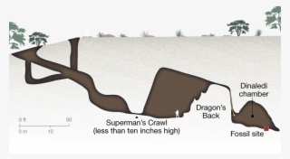 The Bones Of At Least 15 Hominins Were Found In The - Homo Naledi Cave