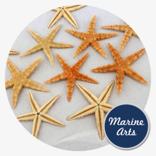 Mint Green Starfish Png Clip Art Library Library