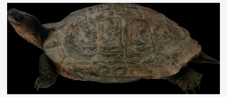 Turtle White Background