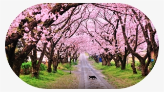 Blossomjmehrje - Cherry Blossom In Shillong