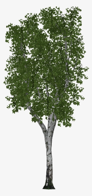 Hairy Birch