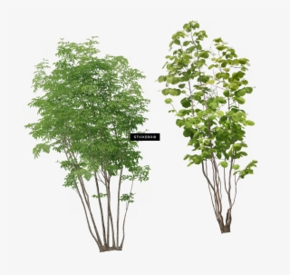树png图像 - 树 - Plants Front View Png