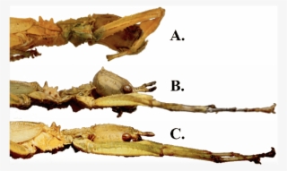 Side View Of Microphyllium Female Thorax And Head - Thorax