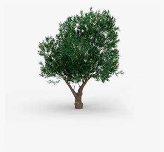 What's The Gariga - Olive