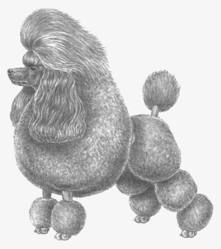 Poodle, Miniature - Barbone Grande Mole Blu