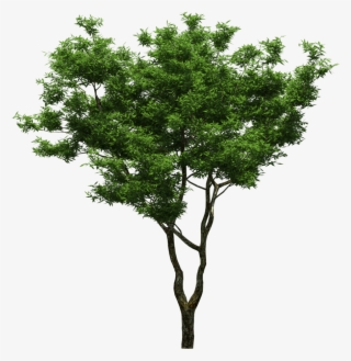 园林绿树树木透明png - Arboles Png Para Photoshop