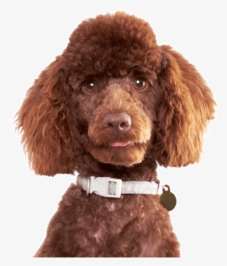 Poodle - Brown Poodle
