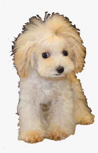 Poodle Clip Teddy Bear Vector Freeuse Stock - Bear