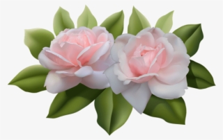 Beautiful Pink Roses Png - Rose