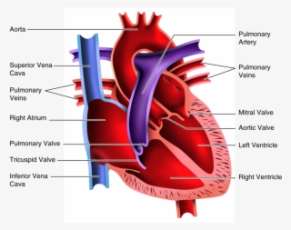 Human Heart Clipart Blood Flow - Heart