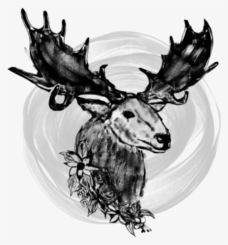 Moose Mooses Animal Animals Wild Wilderness Black - Deer