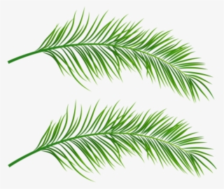 Free Png Palm Leaves Transparent Png Images Transparent - Transparent Palm Leaves