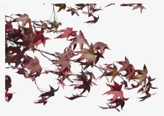 Branch Autumn Transparent