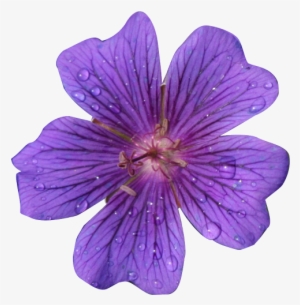 Flower - Realistic Flower Clip Art