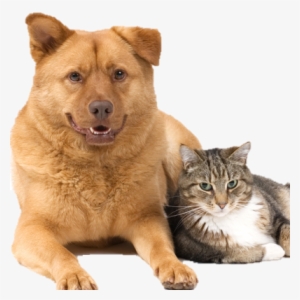 We Offer Loving And Compassionate Care For Your Pet