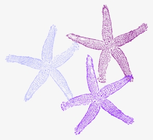 Purple Clipart Sea Star - Purple And Blue Starfish