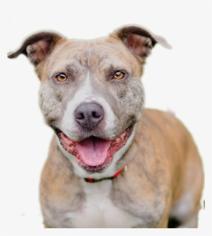 Pitbull Dog Png - Happy Pitbull Png