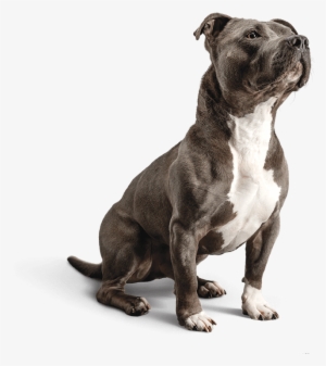 Sensitive Stomach Formula For Adult Dogs - Diamond Care Sensitive Stomach Dog Food