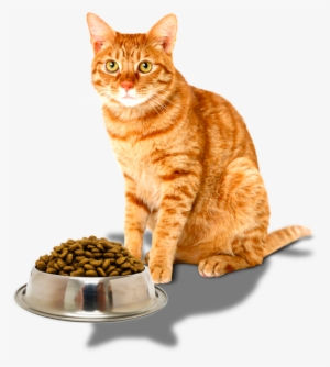 Ingredients - Yellow Tabby Cat