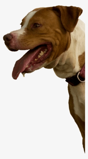 Pitbull Mix Rescue - Pit Bull