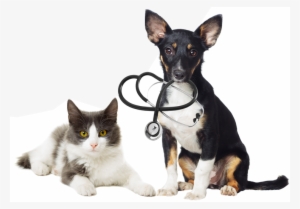 Dog With Stethoscope And Cat - Cat Dog Vet
