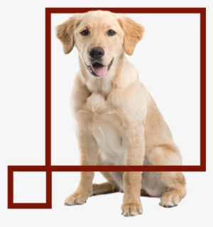 Dogs Are Aproved According To The Pet Policies - Golden Labrador Transparent Background