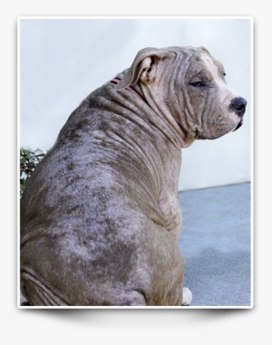 Chapo Rescue Pitbull - Shar Pei