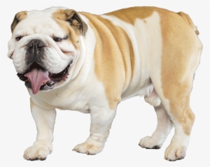 Bulldog - English Bulldog Transparent