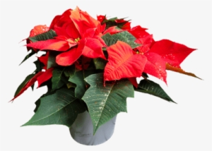 Winter Rose - Poinsettia Png